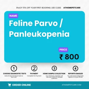 Feline Parvo / Panleukopenia