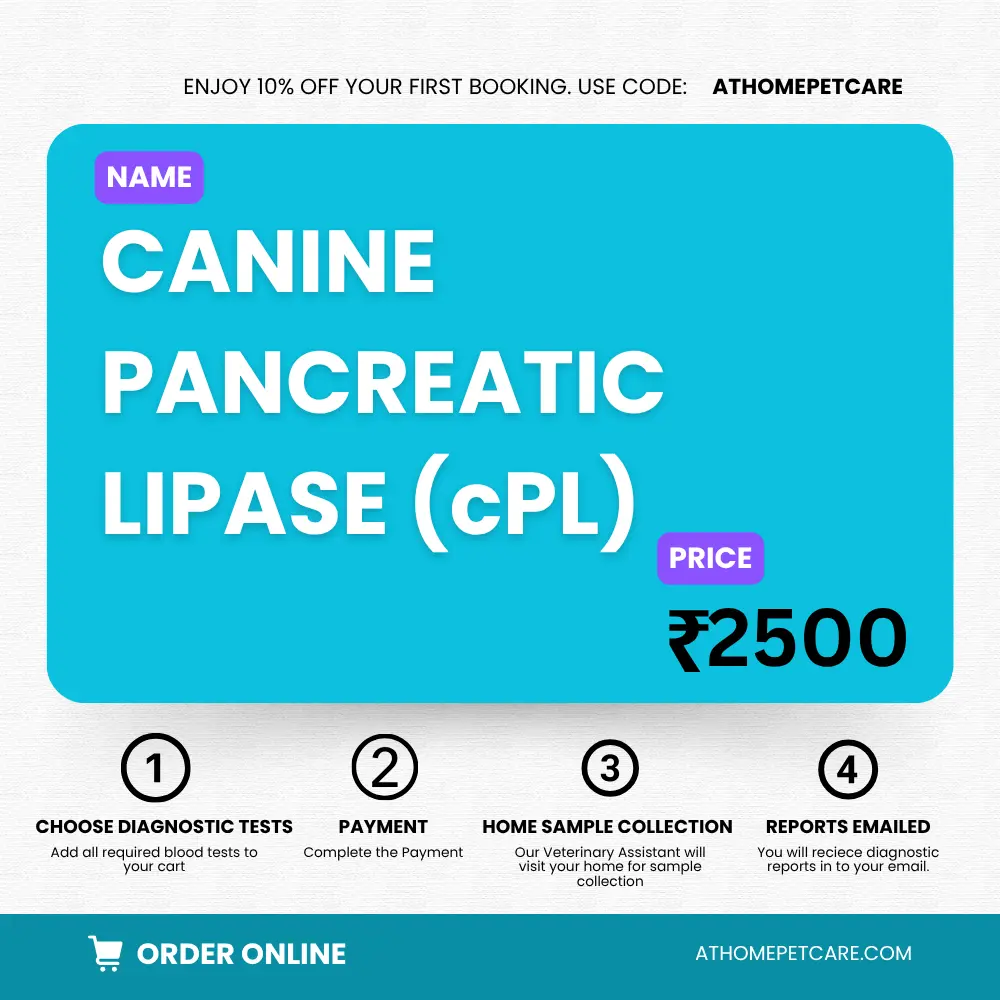 Canine Pancreatic Lipase (cPL) Test – Diagnosis of Pancreatitis in Dogs