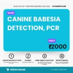 Canine Babesia Detection PCR Test for Dogs