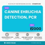 Canine Ehrlichia Detection PCR Test – Ehrlichiosis in Dogs